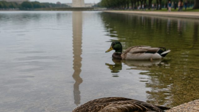 Unexplained Duck Deaths Raise Concerns at Iconic National Landmark