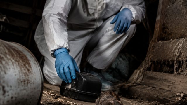 Hantavirus Quarantine Concludes: Key Insights for Future Health Safety | agen judi casino online, pr