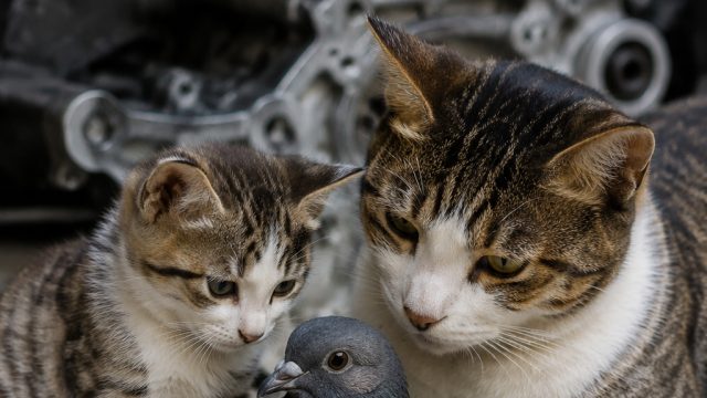New Friends: A Baby Pigeon Finds a Home with Cats | untara4d, rtp slot pragmatic tertinggi 2021, bla