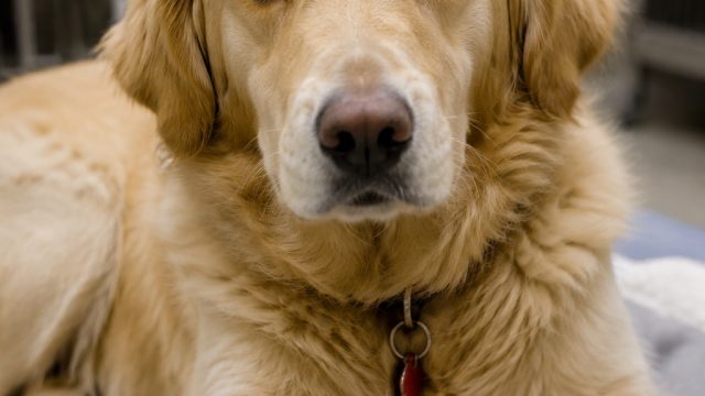 Community Unites to Support Rescue Dog Molly's Medical Journey | situs poker deposit via pulsa, dina